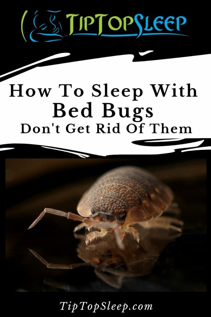 How to Sleep with Bed Bugs? - Don't - Get Rid of Them - Tip Top Sleep