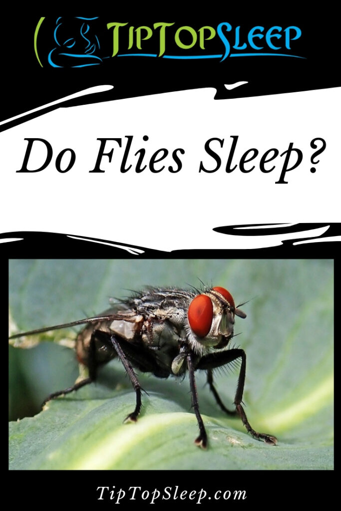 Do Flies Sleep