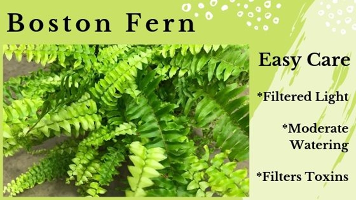 Boston Fern filters toxins from the air for better sleep
