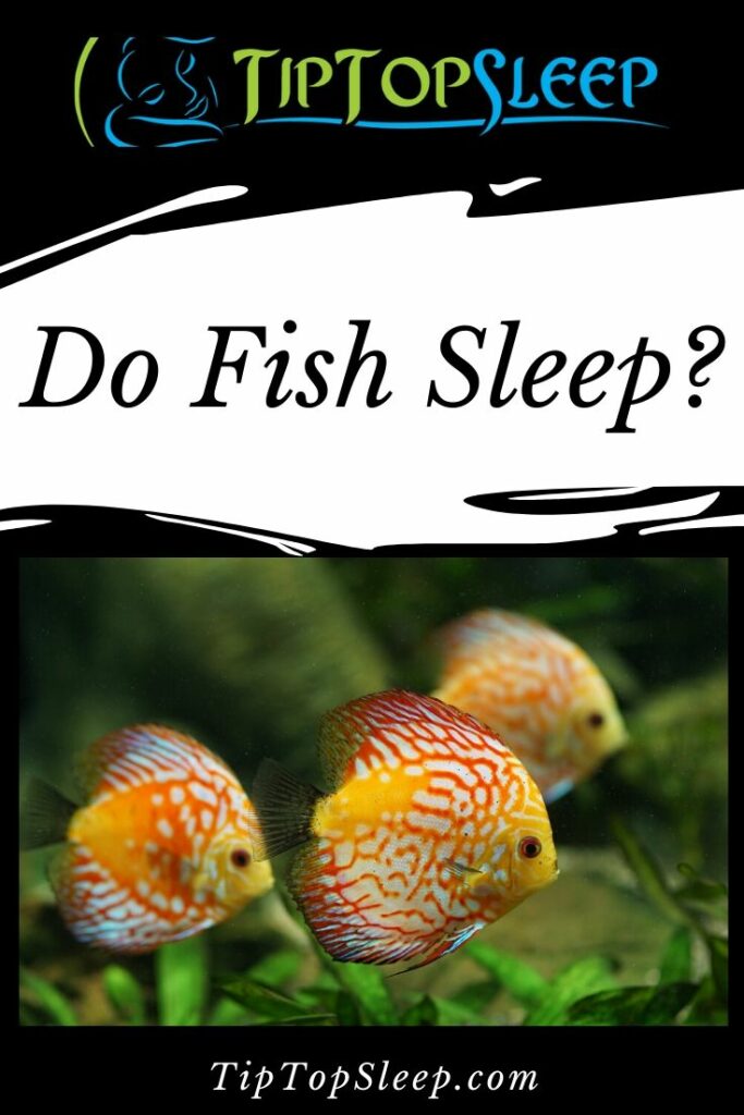 Do Fish Sleep? - Tip Top Sleep