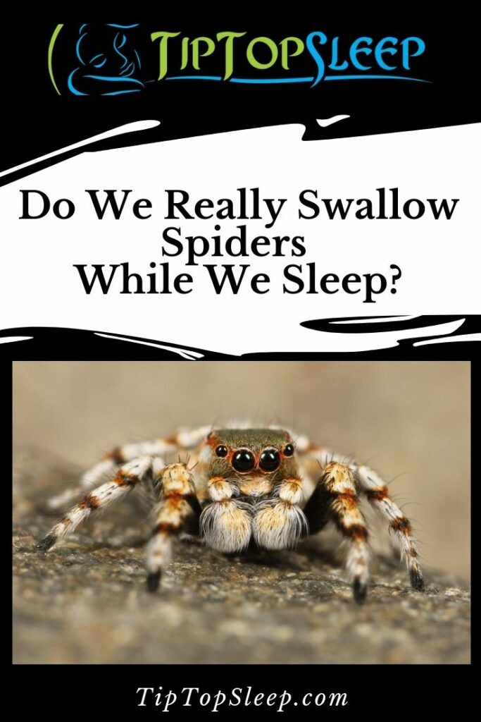 Do We Really Swallow Spiders While We Sleep? - Tip Top Sleep