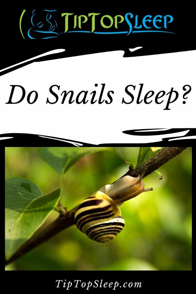 Do Snails Sleep? If so for How Long? - Tip Top Sleep