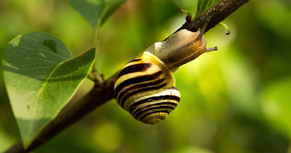 Do Snails Sleep? If so for How Long? - Tip Top Sleep