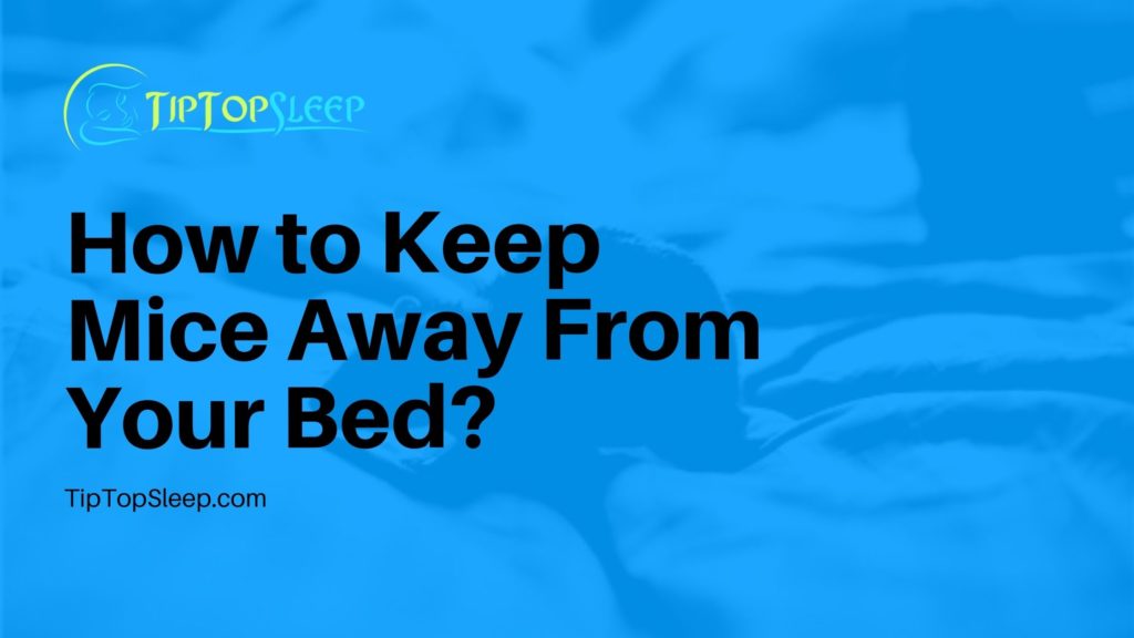 How-to-Keep-Mice-Away-From-Your-Bed