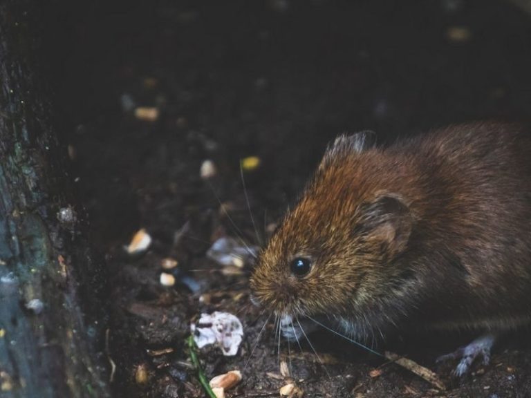 How To Keep Mice Away From Your Bed?