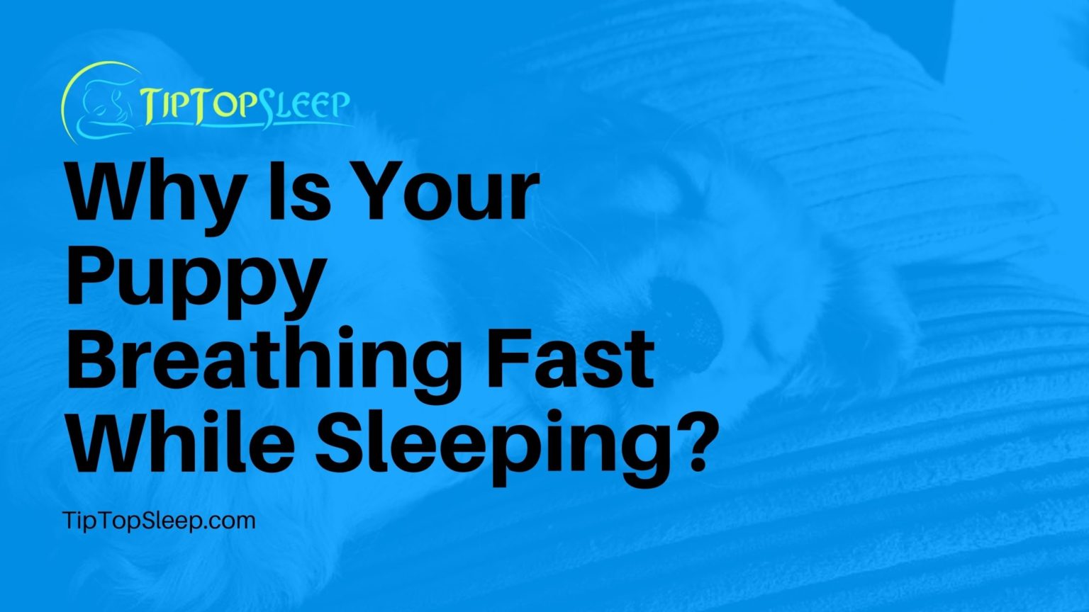 Why Is Your Puppy Breathing Fast While Sleeping?