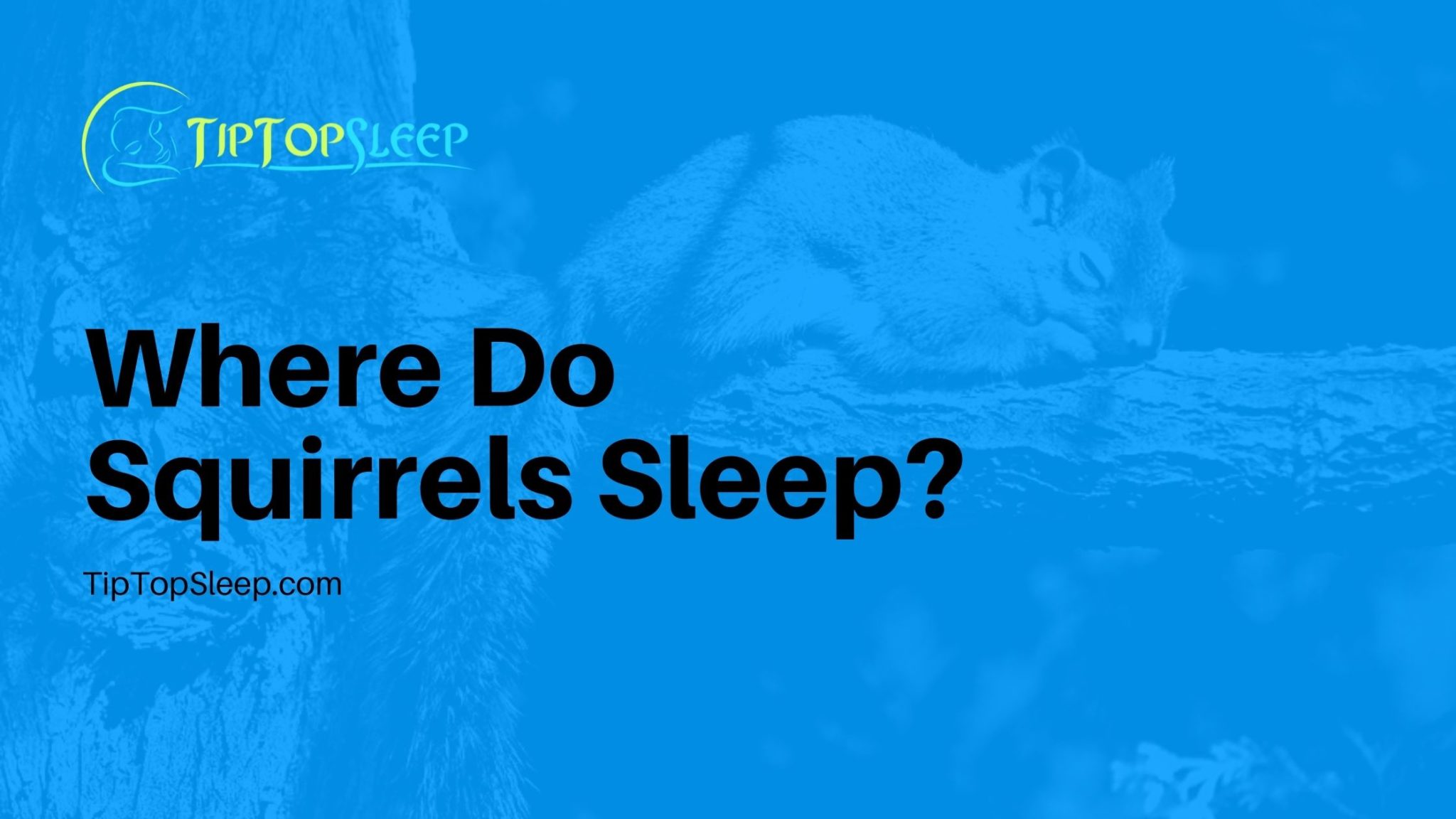where-do-squirrels-sleep