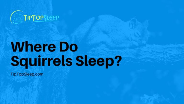 Where-Do-Squirrels-Sleep