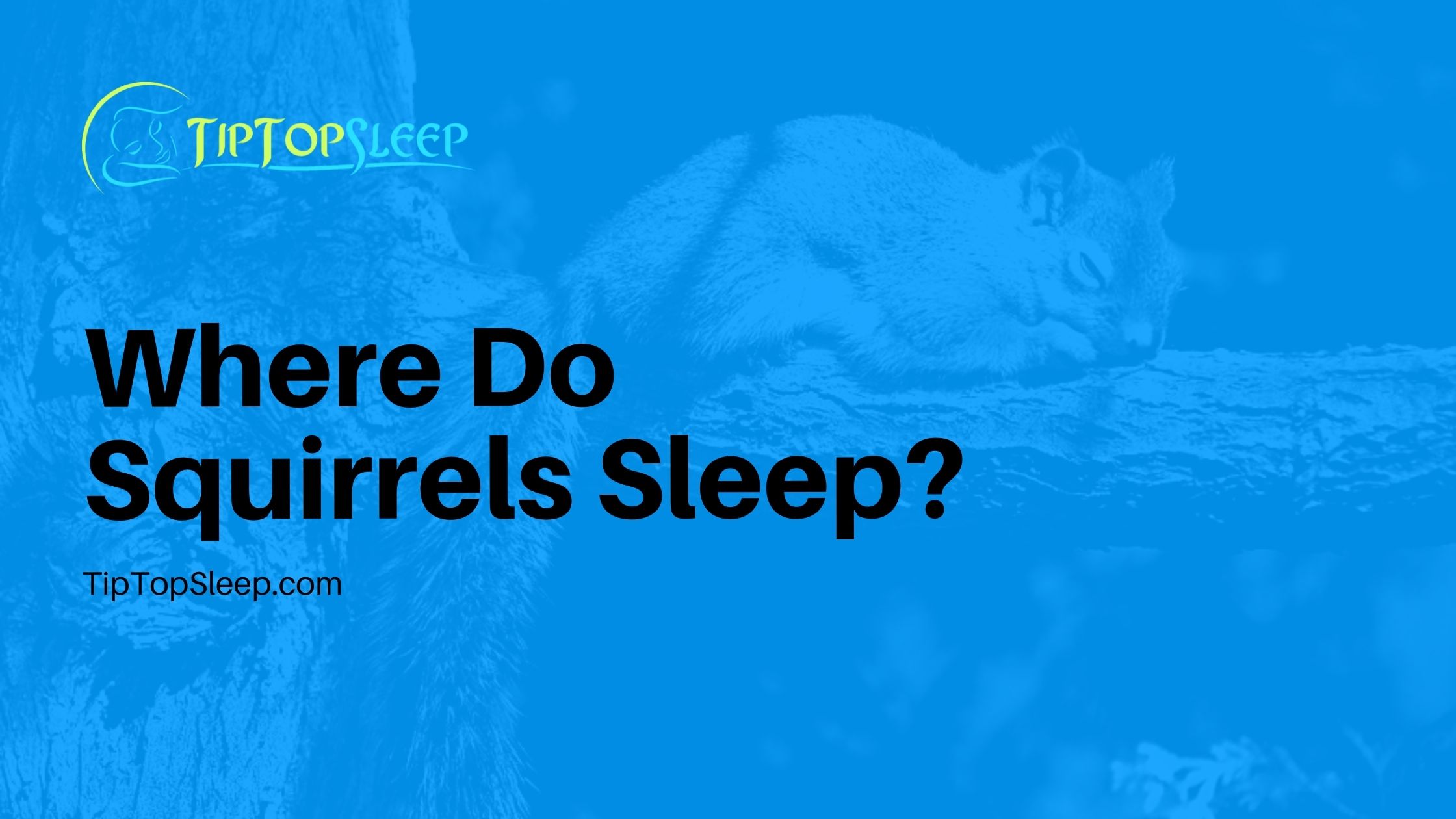 Where-Do-Squirrels-Sleep